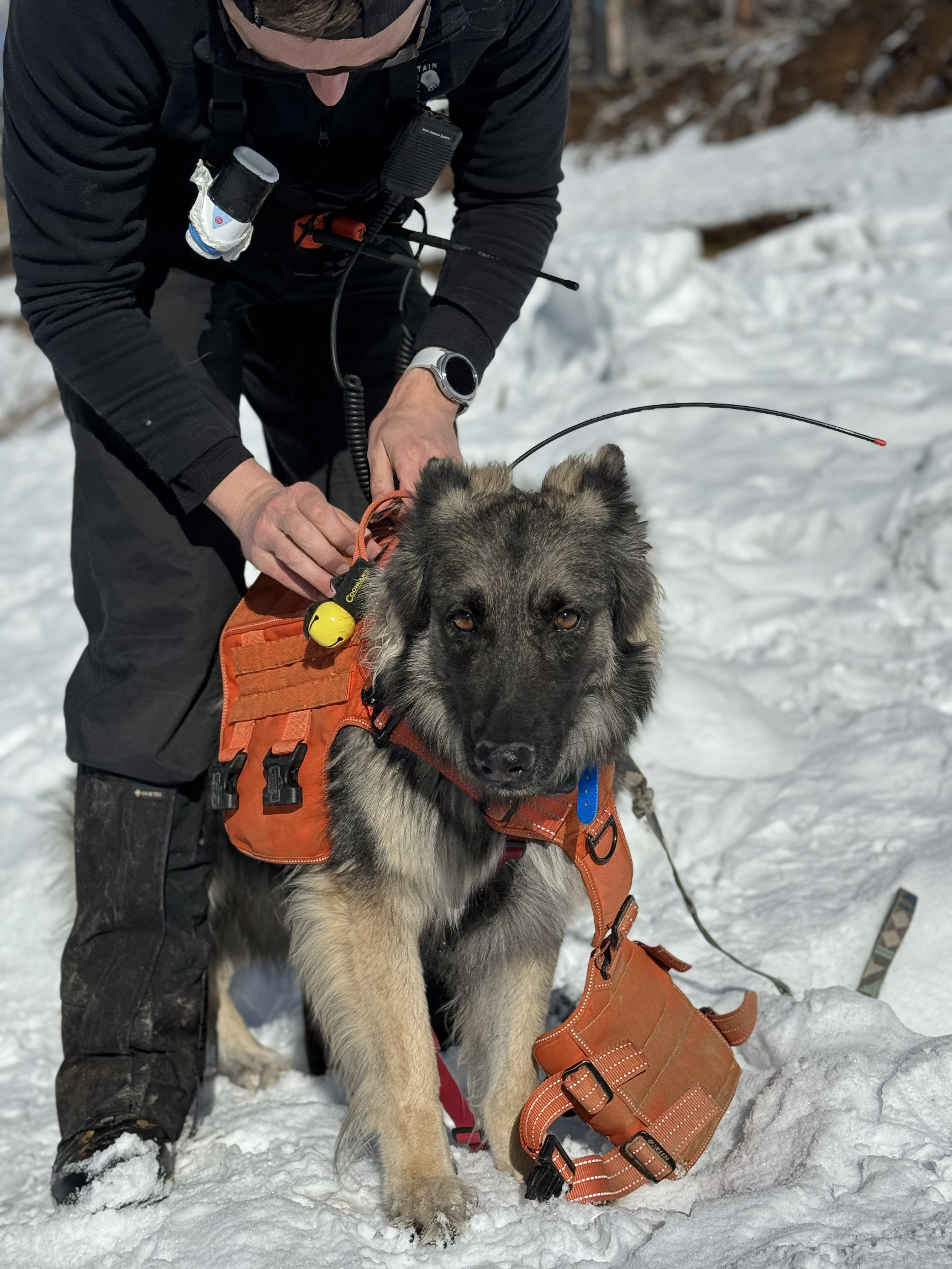 Mitchell and Nala search and rescue training photo 3