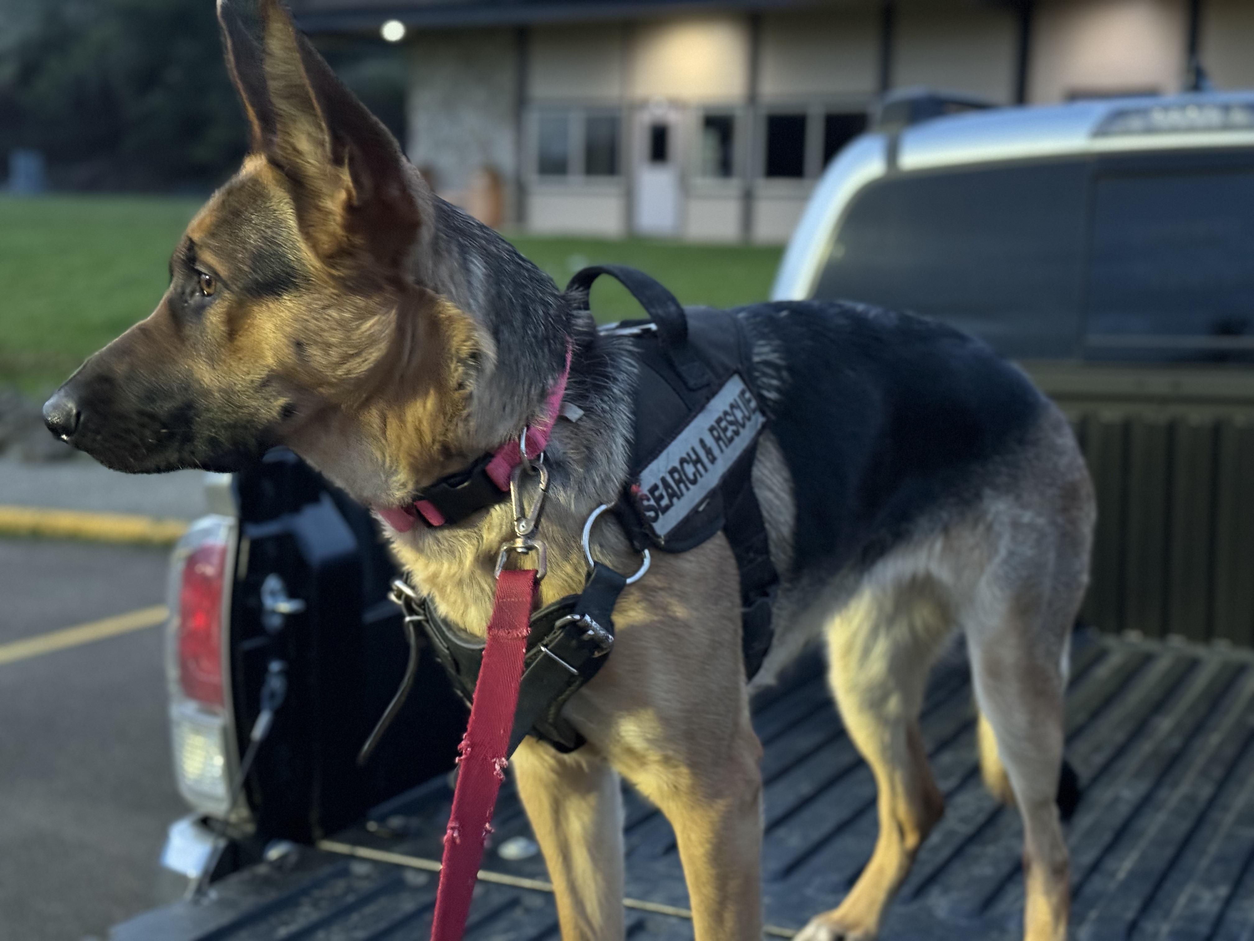Mitchell and Nala search and rescue training photo 2