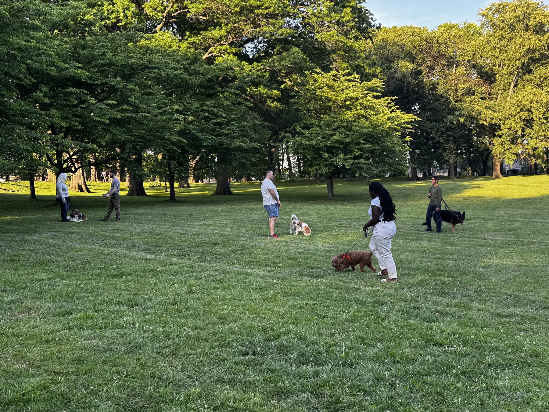 Dogs and handlers practicing together in Belleville Park