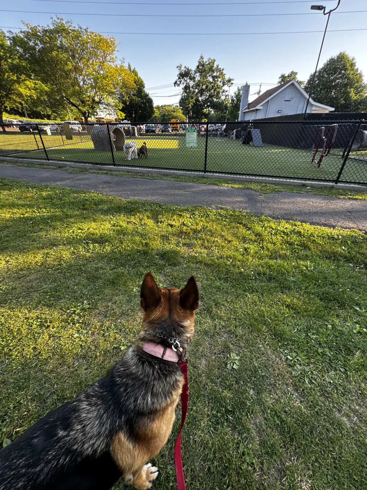 Dog training and Search and Rescue practice photo 5