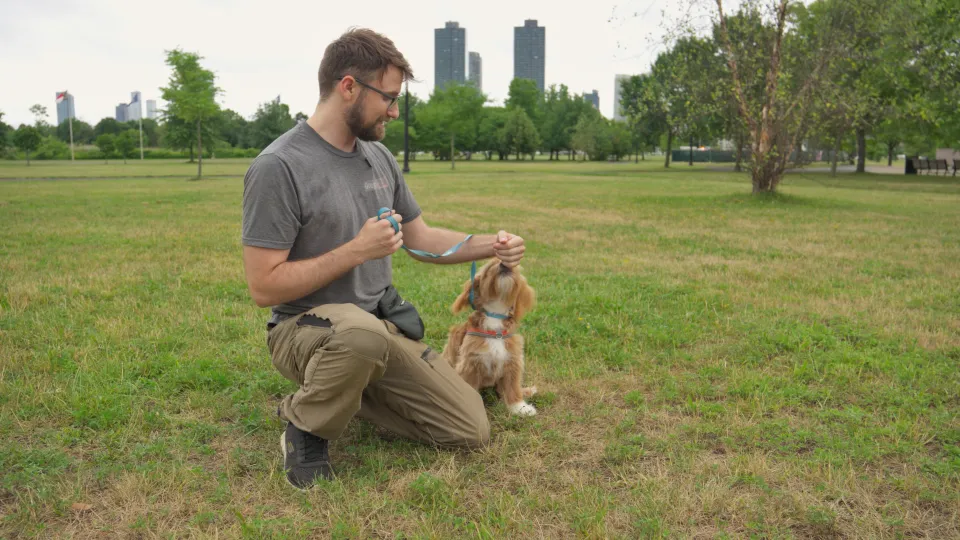 Mitchell training Cookie in the park