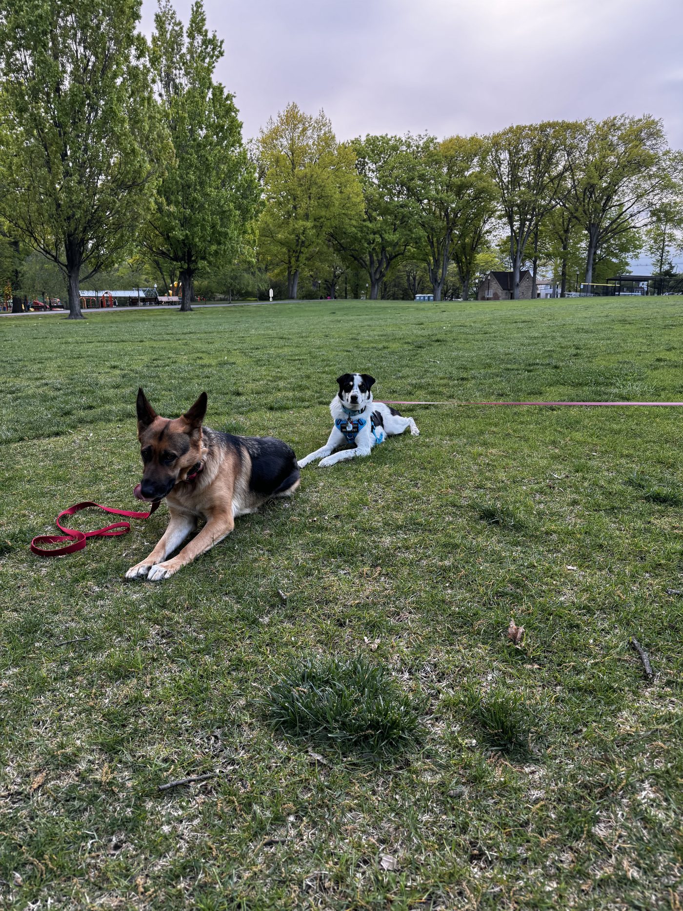 Dog training and Search and Rescue practice photo 10